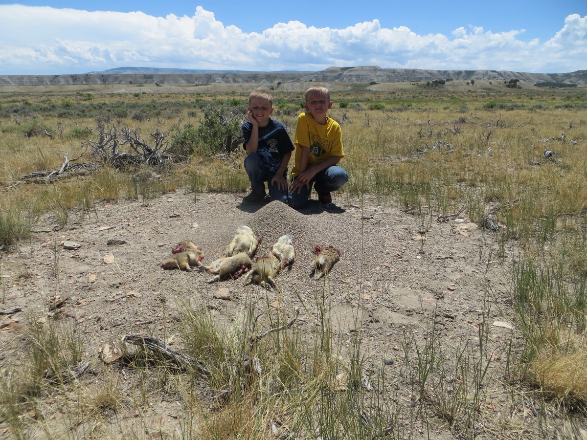 Wyoming Prairie Dog Hunts